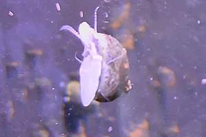 Gewone alikruik