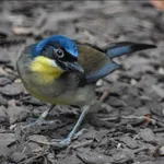 Blue-crowned Laughingthrush