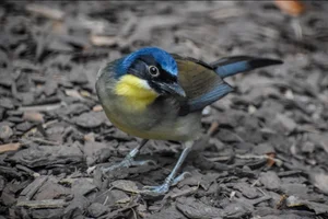 Blue-crowned Laughingthrush