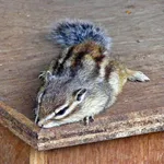 Siberian Chipmunk