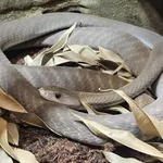 Black Mamba