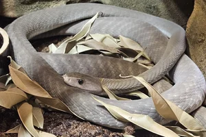 Zwarte Mamba