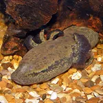 Common Mudpuppy