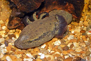 Gevlekte salamander