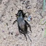 Southern Field Cricket