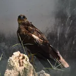 Marsh Harrier