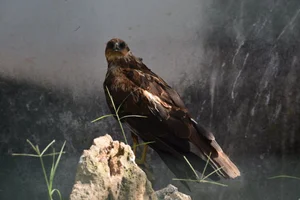 Bruine kiekendief