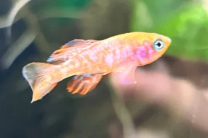 Nothobranchius sainthousei