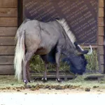 Black Wildebeest
