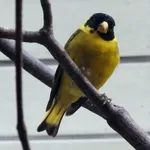 Antillean Siskin