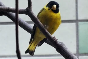 Haïtisijs