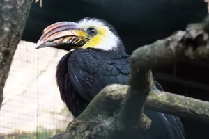 Temmincks Neushoornvogel