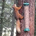 Eurasian Red Squirrel