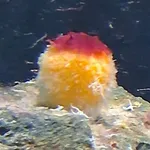 Golf Ball Sponge