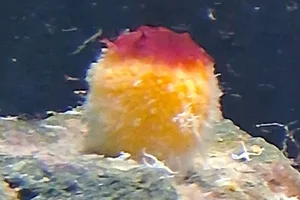 Golf Ball Sponge