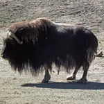 Muskox