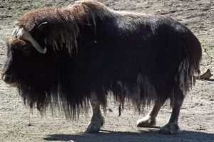 Muskusos