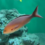 Creole-fish