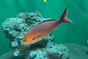 Creole-fish