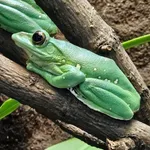 Blanford's Whipping Frog