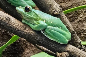 Blanford's Whipping Frog