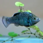 La Palma Pupfish