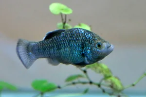 La Palma Pupfish