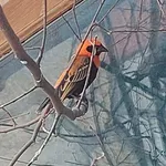 Black Bishop