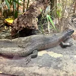 Southeastern Girdled Lizard