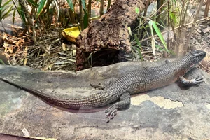 Southeastern Girdled Lizard