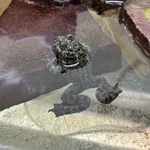 Fire-bellied Toad