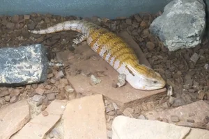 Nieuw-Guinea blauwtongskink