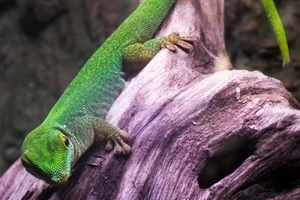 Seychelles giant day gecko