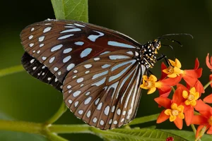 Tirumala septentrionis