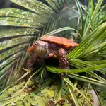 Black-breasted Leaf Turtle