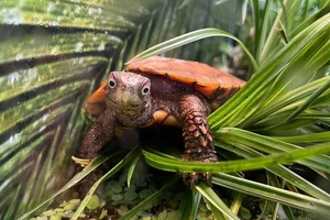 Spenglers aardschildpad