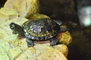 Europese moerasschildpad
