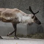 Reindeer