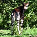 Okapi
