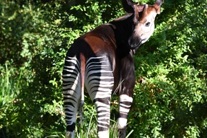 Okapi