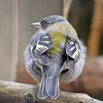 African Chaffinch