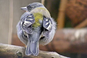 Vink