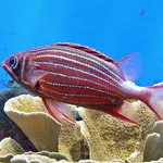 Crown Squirrelfish