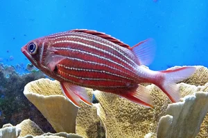 Crown Squirrelfish
