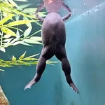Zaire Dwarf Clawed Frog