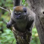 Alaotra Reed Lemur