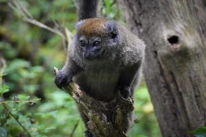 Aloatrabamboemaki