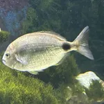 Annular Seabream