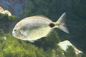 Diplodus annularis