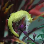 Barbour's Seahorse